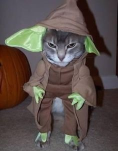 (Photo: Imgur)